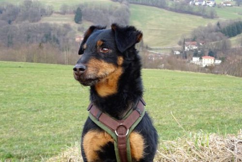 Beratung vor dem Hundekauf