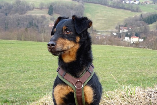 Beratung vor dem Hundekauf