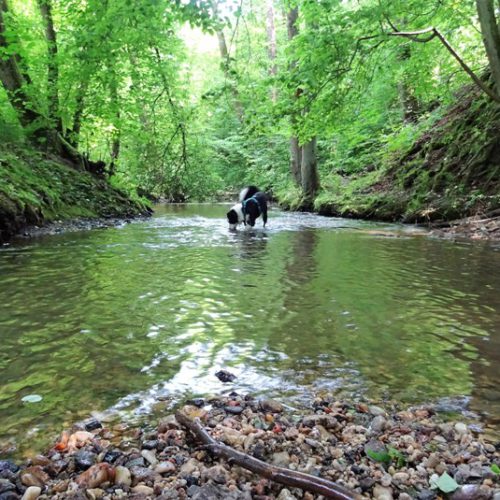 Hundeschule in Passau - Drei Flüsse Vier Pfoten